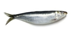 Peixe sardinha